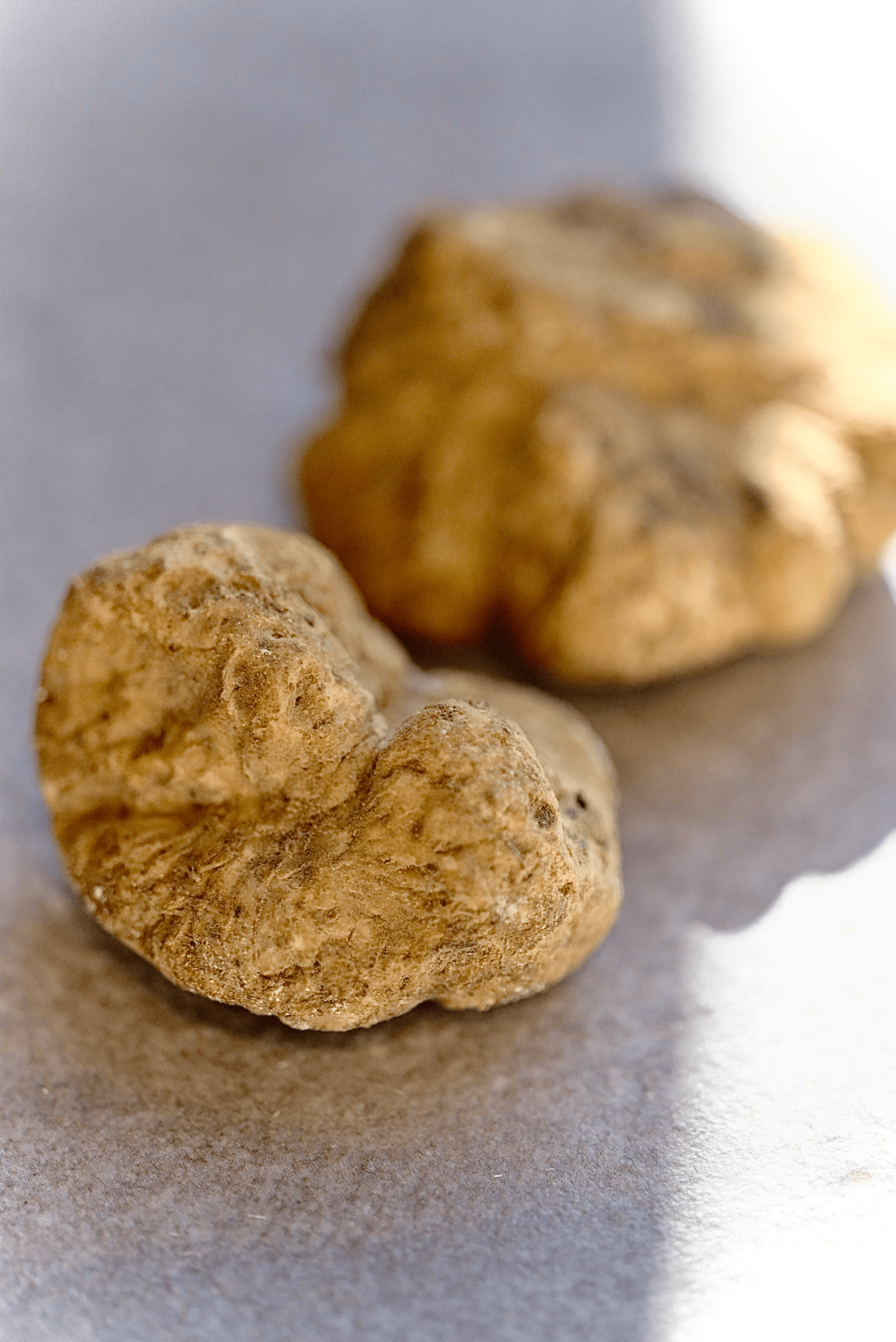 White Truffle ALBA